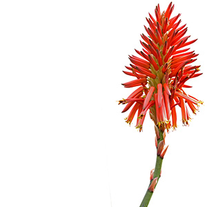 Aloe flower Herbasol® Extract Glycerine unpreserved