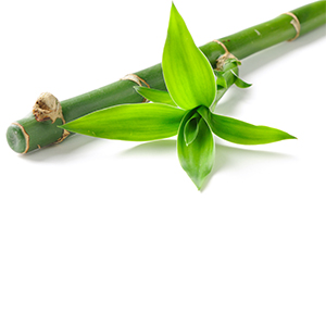 Bamboo Herbasol® Extract sunflower oil