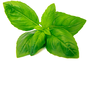 Basil Herbasol® Extract PG, unpreserved, system 3