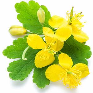 Celandine Herbasol® Extract Glycerine SB