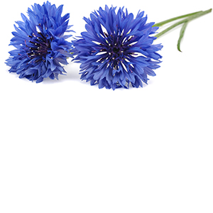 Corn Flowers Herbasol® Extract Glycerine SB