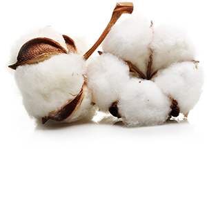 Cotton Herbasol® Extract Glycerine SB