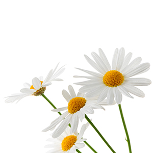 Daisy organic Herbasol® Extract Glycerine SB
