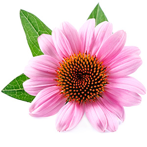 Echinacea Purpurea Herbasec®