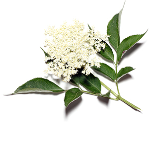 Elder Herbasol® Extract Glycerine SB
