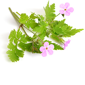 Geranium Herbasol® Extract Glycerine SB