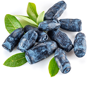 Haskap berry (CH) Herbasol® Extract Glycerine unpreserved