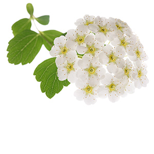 Hawthorn Organic Herbasol® Extract Glycerine SB