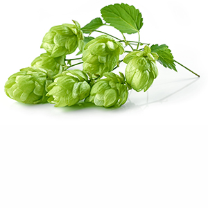 Hops flower Herbasol® Extract Glycerine unpreserved