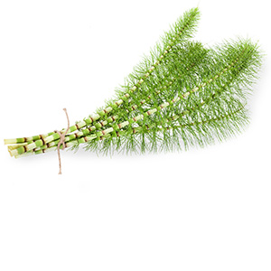 Horsetail Herbasec®