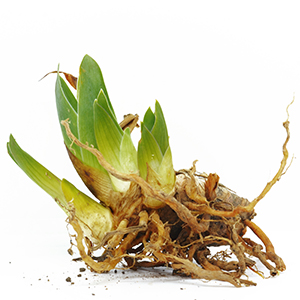 Iris florentina root Herbasol® Extract Glycerine SB