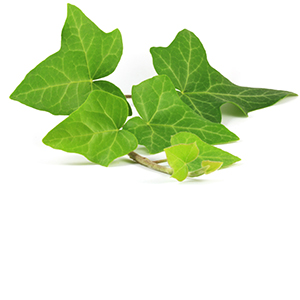 Ivy Herbasol® Extract PG, unpreserved, system 3