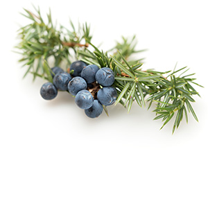 Juniper Herbasol® Extract PG, unpreserved, system 3