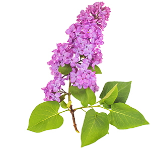 Lilac Herbasol® Extract PG, unpreserved, system 3