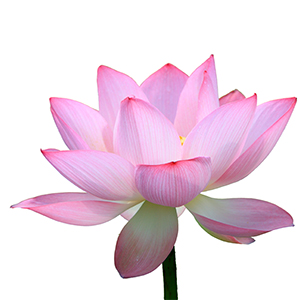 Lotus Herbasol® Extract PG, unpreserved, system 3
