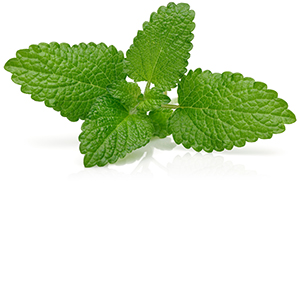 Balm Mint Herbasol® Extract PG (PF)