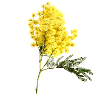 Mimosa Tenuiflora Herbasol® Extract Glycerine SB