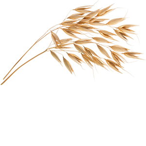 Oats Herbasol® Extract PG, unpreserved, System 3