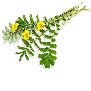 Potentilla Herbasol® Extract Glycerine SB