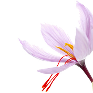 Saffron Herbasol® Extract PG, unpreserved, system 3