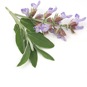 Sage Herbasol® Extract Glycerine SB