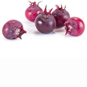 Saskatoon Berry Herbasol® Extract Glycerine unpreserved