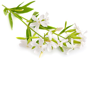 Soapwort Herbasol® Extract PG, unpreserved, system 3