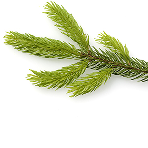 Spruce Needles Herbasol® Extract PG, unpreserved, system 3