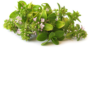 Thyme Herbasol® Extract PG, unpreserved, system 3