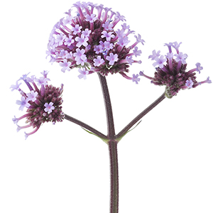 Common vervain Herbasol® Extract PG, unpreserved, system 3