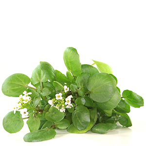 Watercress (Nasturtium) Herbasol® Extract PG (PF)