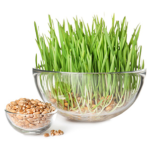 Wheatgrass organic Herbasol® Extract Glycerine SB