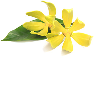 Ylang Ylang flower Herbasol® Extract Glycerine unpreserved