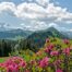 Pink flowering alpenrose plants in Switzerland are raw materials for sustainable cosmetics