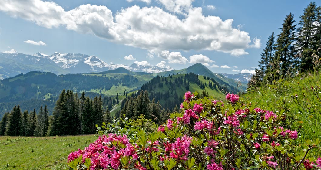 Pink flowering alpenrose plants in Switzerland are raw materials for sustainable cosmetics
