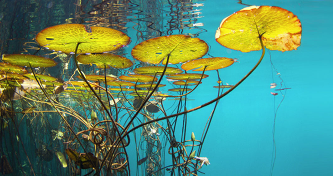 Underwater water lily roots for hair care applications