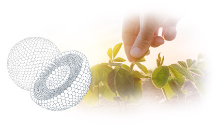 LIPOID_KOSMETIK_website_phospholipids_plants_rgb_final