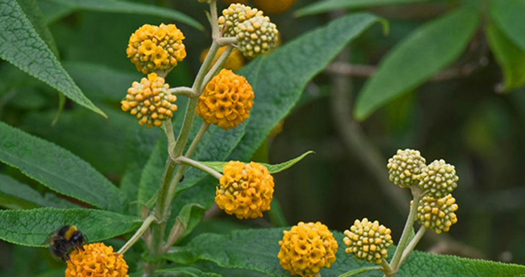 Matico leaves and flowers for wound healing and skin repair