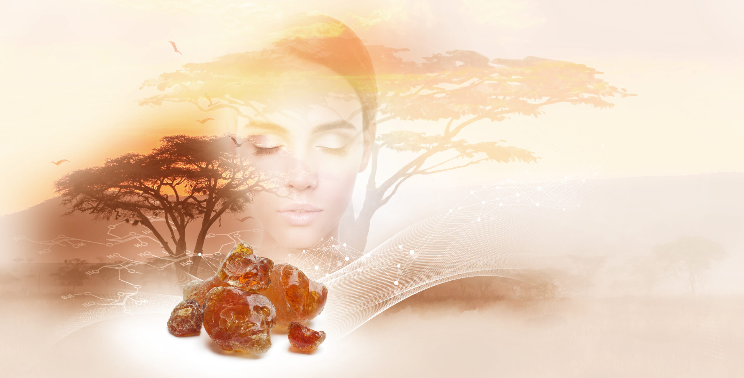 PhytoCollagen an active ingredient based on acacia collagen for anti-aging applications
