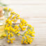 Oil from Immortelle flowers for skin firming and improving stretch marks