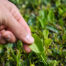 Raw materials with a sourcing story for skin and hair care