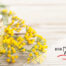 BSB Innovation Award Environment 2024 for Immortelle Oil Pro