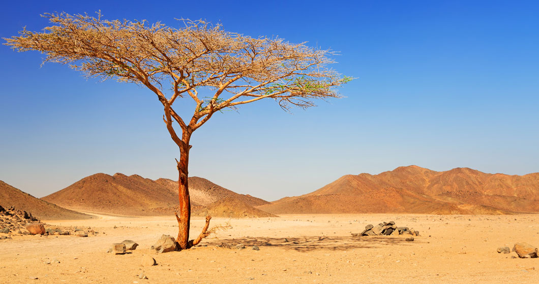 Extreme Environments – Plants Grown Under Exceptional Climatic Conditions
