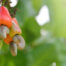 Cashew apple extract for vitalized and hydrated skin