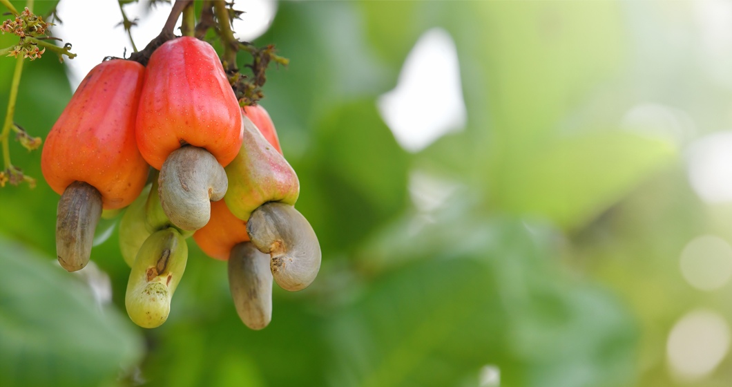Cashew apple extract for vitalized and hydrated skin