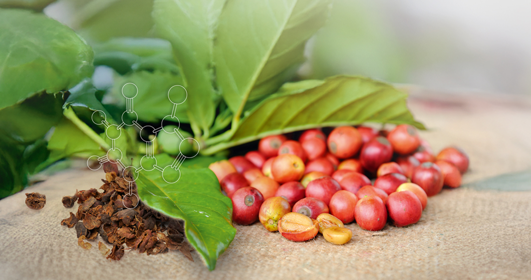 Cascara Pro an efficacy-proven extract based on upcycled coffee cherry shells for hair follicle longevity